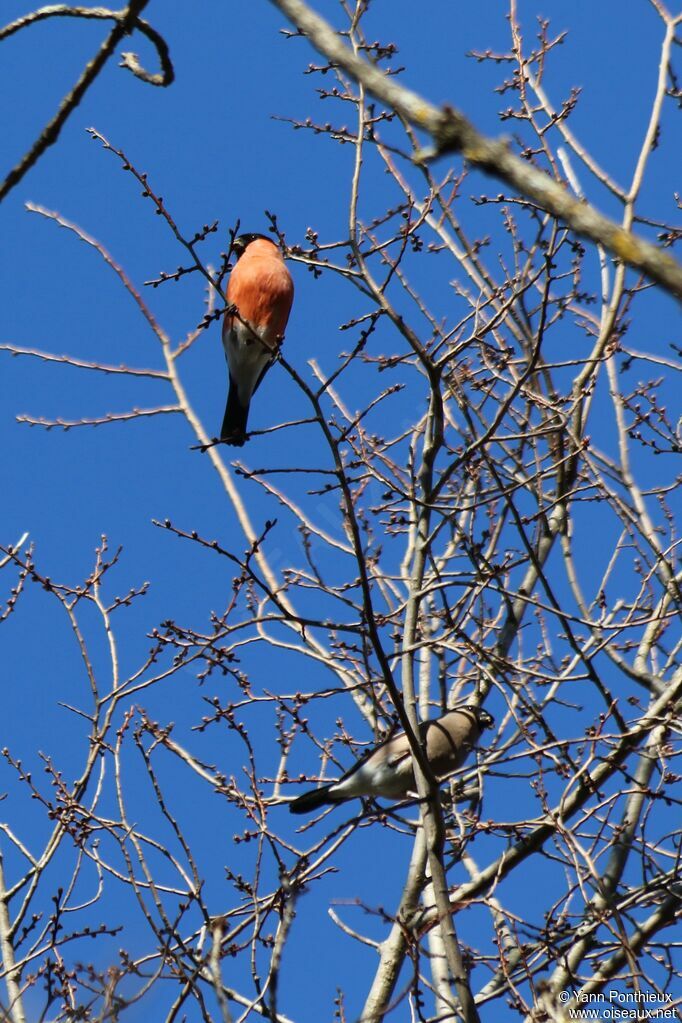 Eurasian Bullfinch