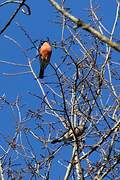 Eurasian Bullfinch