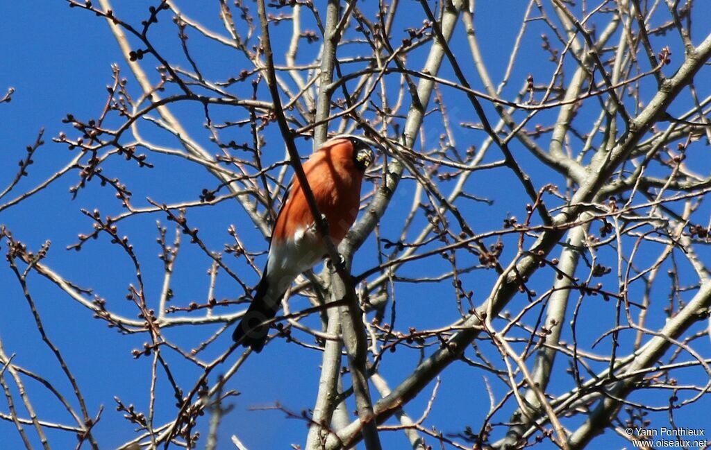 Eurasian Bullfinch