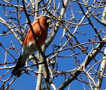 Eurasian Bullfinch