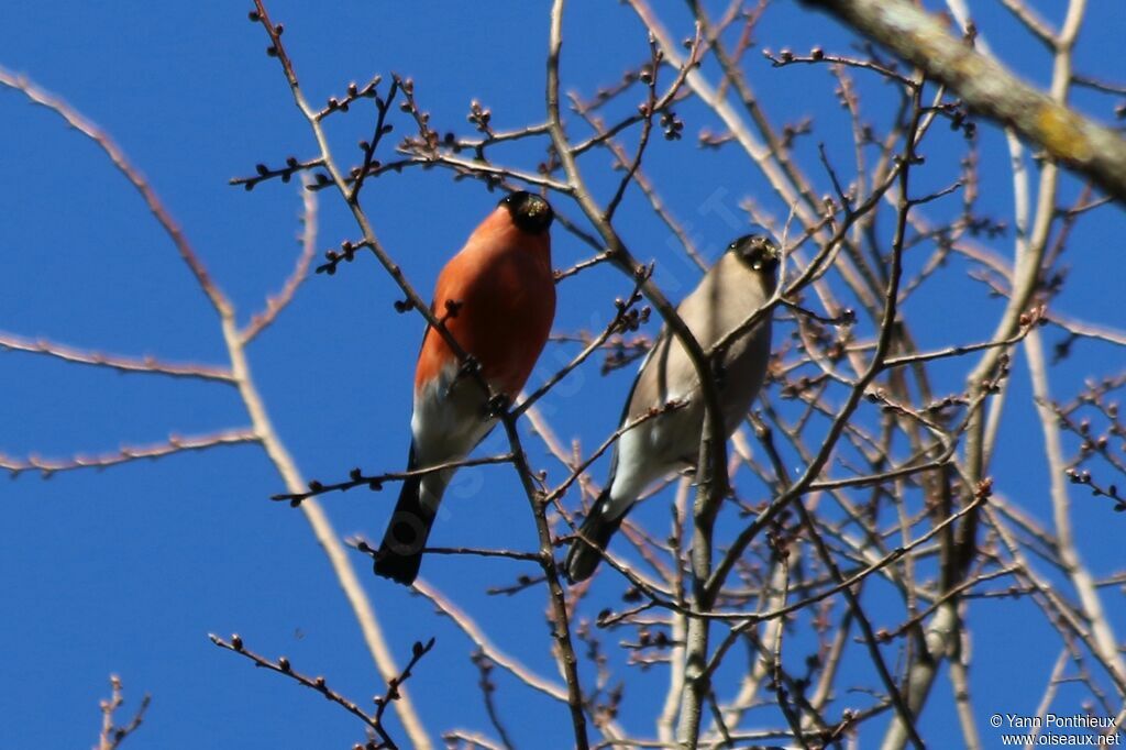 Eurasian Bullfinch