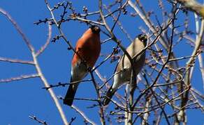 Eurasian Bullfinch