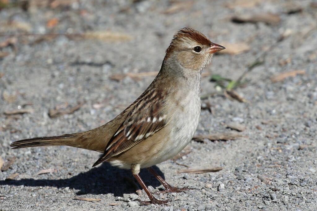 Bruant à couronne blanchejuvénile