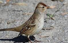 Bruant à couronne blanche