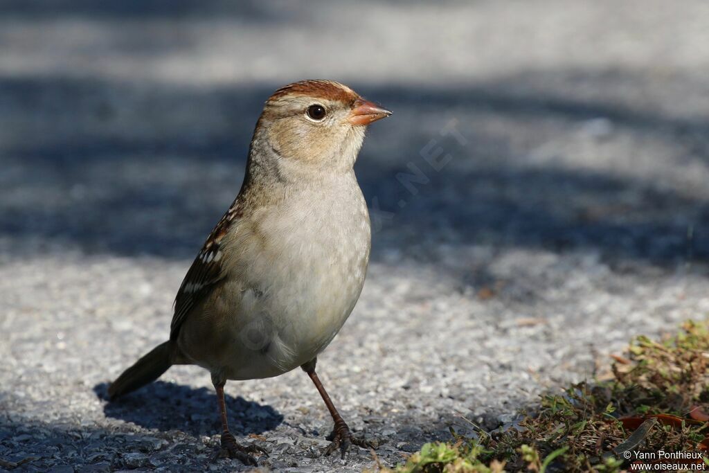 Bruant à couronne blanchejuvénile