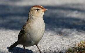 White-crowned Sparrow