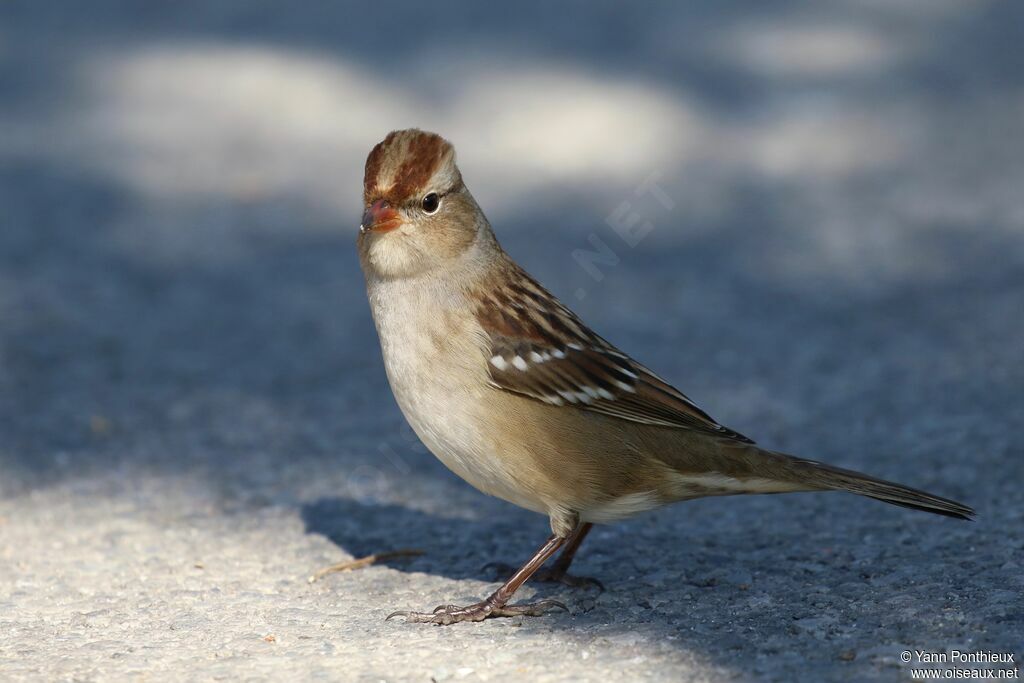 White-crowned Sparrowjuvenile