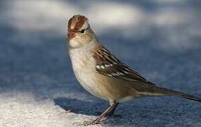 Bruant à couronne blanche