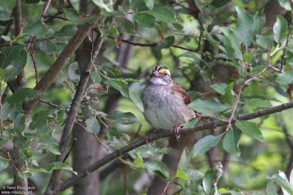 White-throated Sparrow male