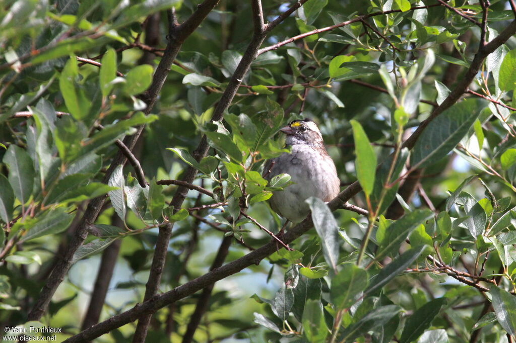 White-throated Sparrow male