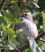 White-throated Sparrow