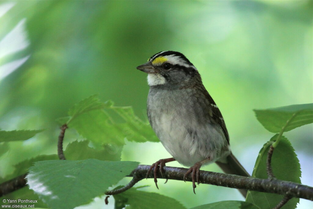 White-throated Sparrowadult breeding