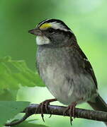 White-throated Sparrow