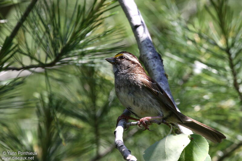 White-throated Sparrowadult breeding