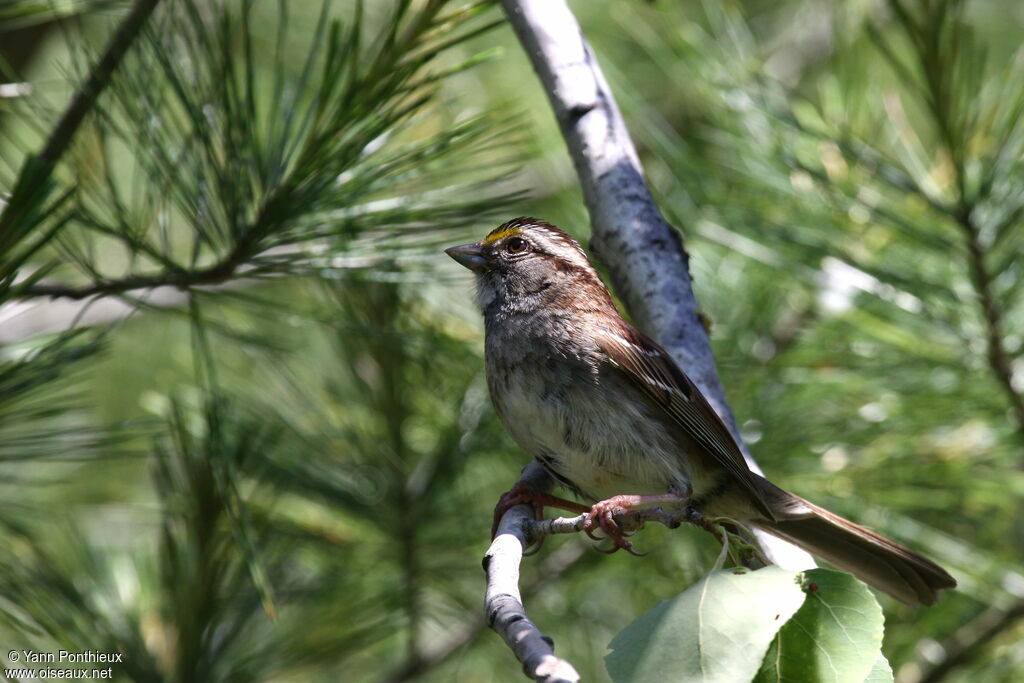 White-throated Sparrowadult breeding