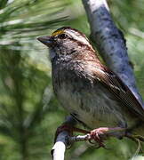 White-throated Sparrow