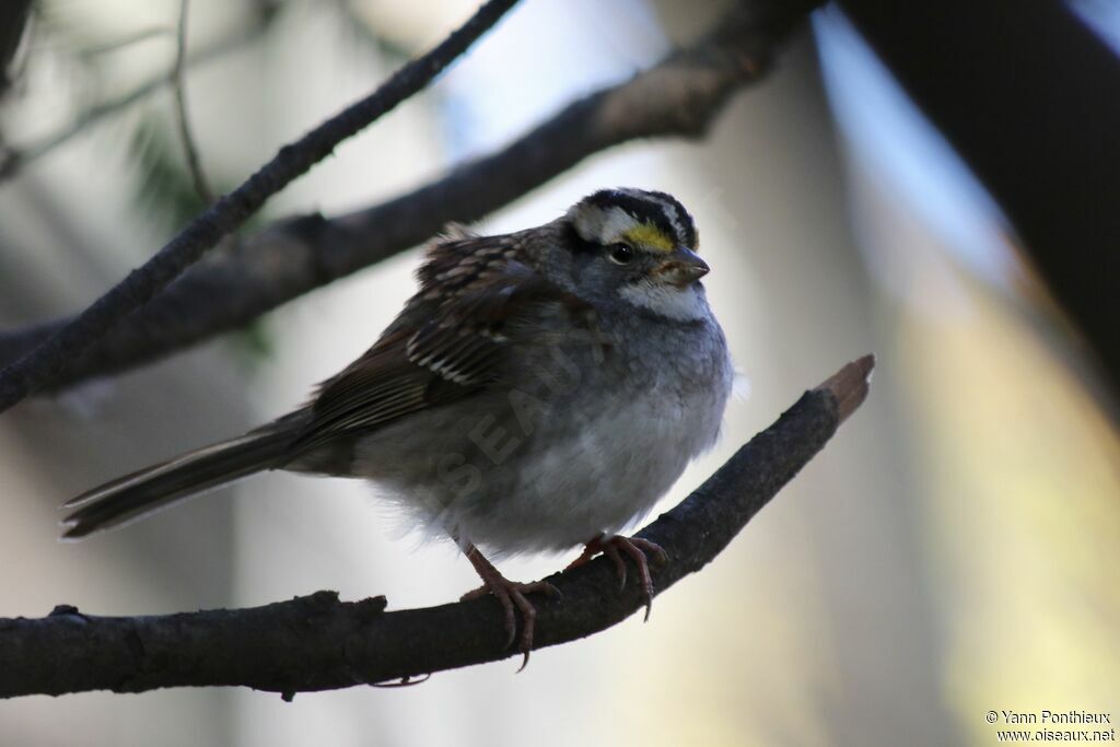 White-throated Sparrow