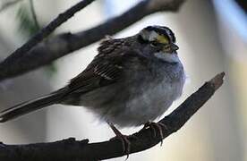 White-throated Sparrow