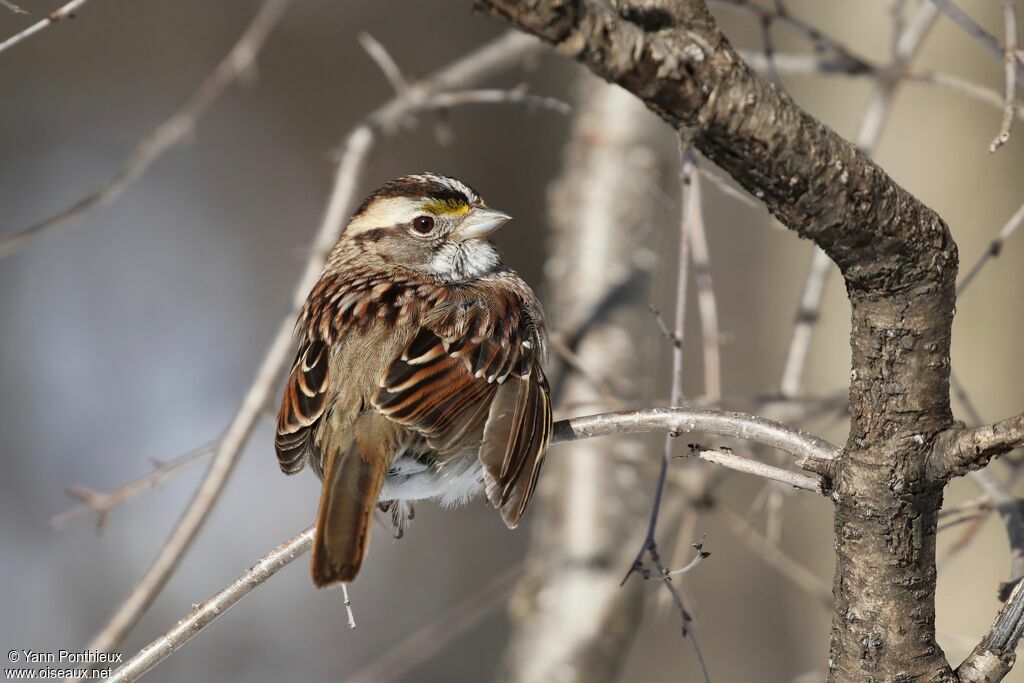 White-throated Sparrow