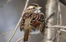 White-throated Sparrow