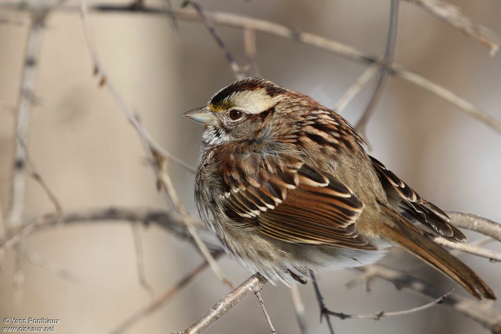 White-throated Sparrow