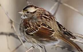 White-throated Sparrow