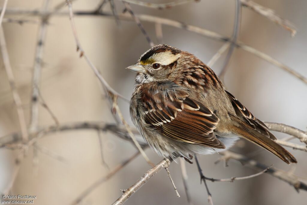 White-throated Sparrow