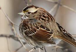 White-throated Sparrow