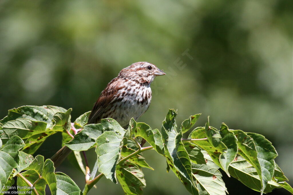 Song Sparrow