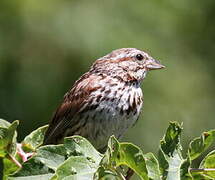 Song Sparrow