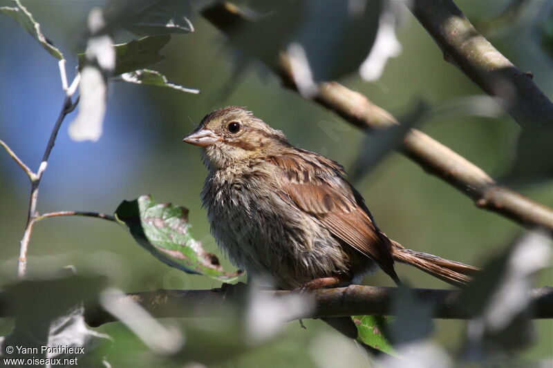 Song Sparrowjuvenile