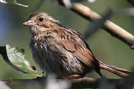 Song Sparrow