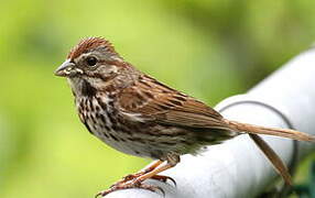 Song Sparrow