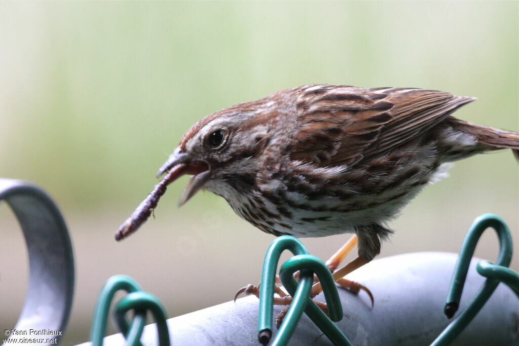 Song Sparrowadult breeding