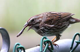 Song Sparrow