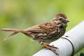 Song Sparrow