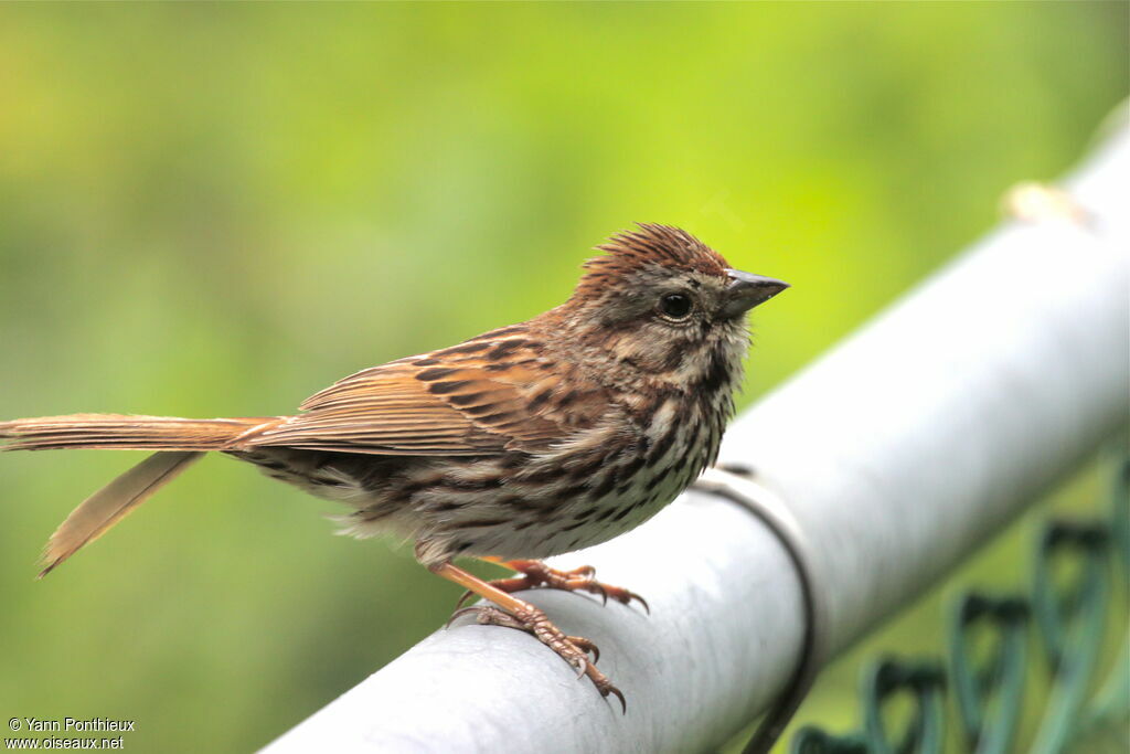 Song Sparrowadult breeding