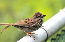 Song Sparrow