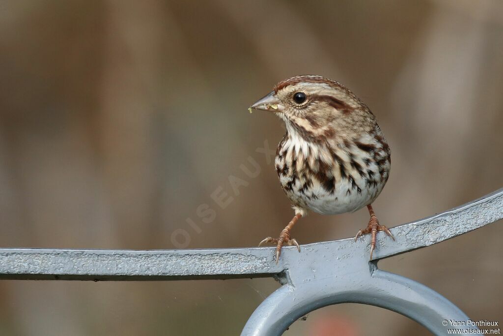 Song Sparrow