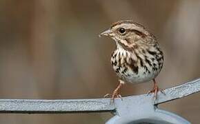 Song Sparrow