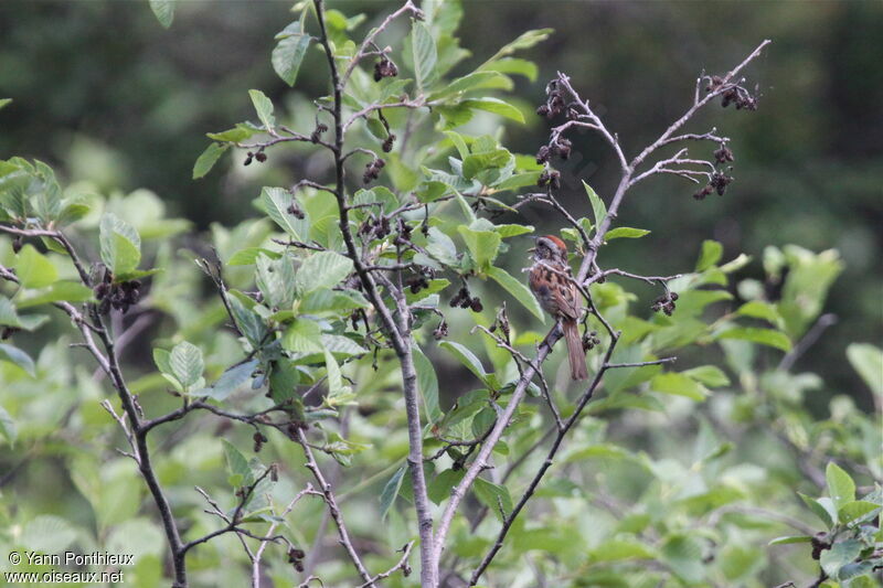 Swamp Sparrowadult breeding, song