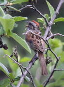 Swamp Sparrow