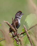 Swamp Sparrow