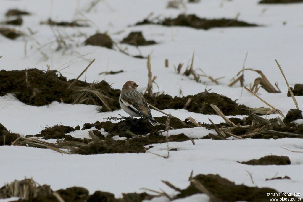 Bruant des neiges