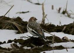 Snow Bunting