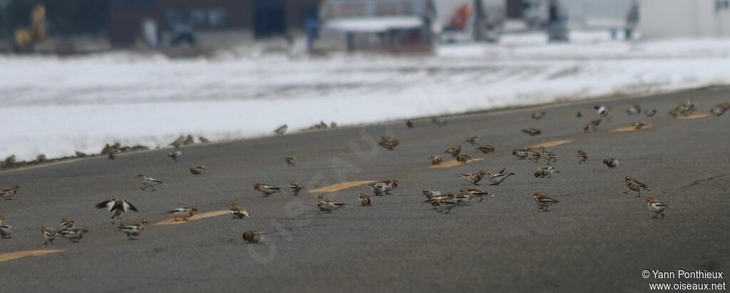 Snow Bunting