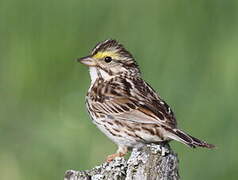 Savannah Sparrow