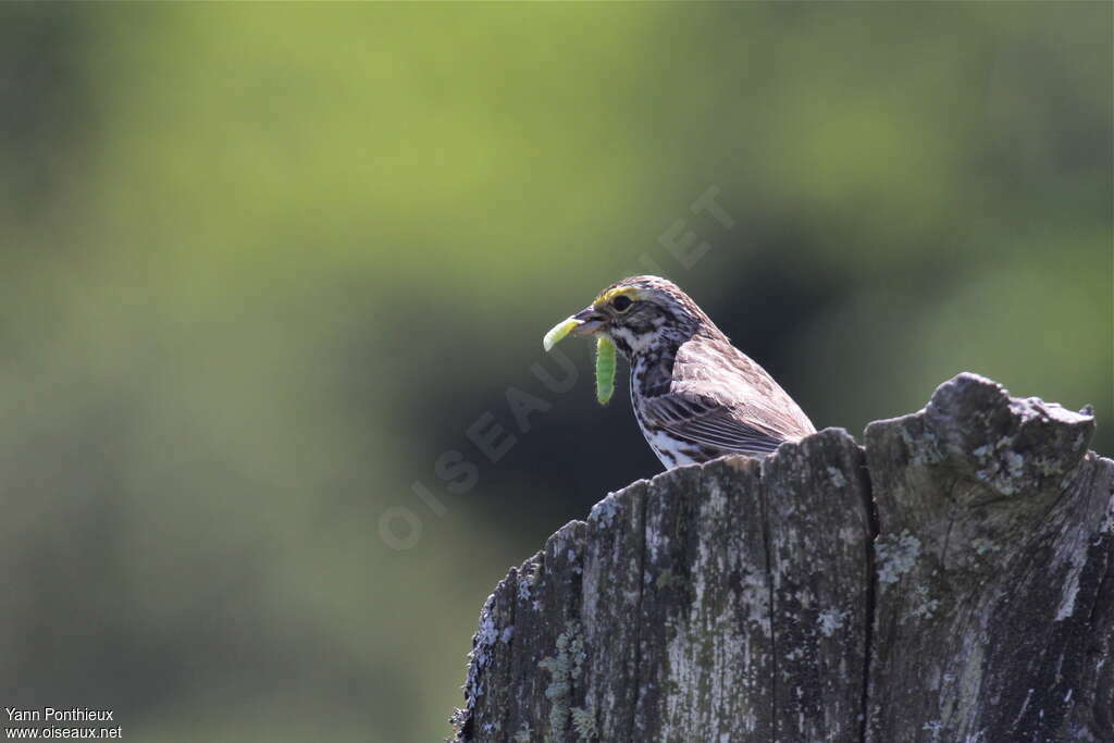 Bruant des présadulte nuptial, régime