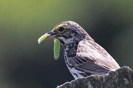 Savannah Sparrow