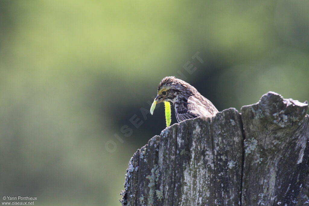 Savannah Sparrowadult breeding